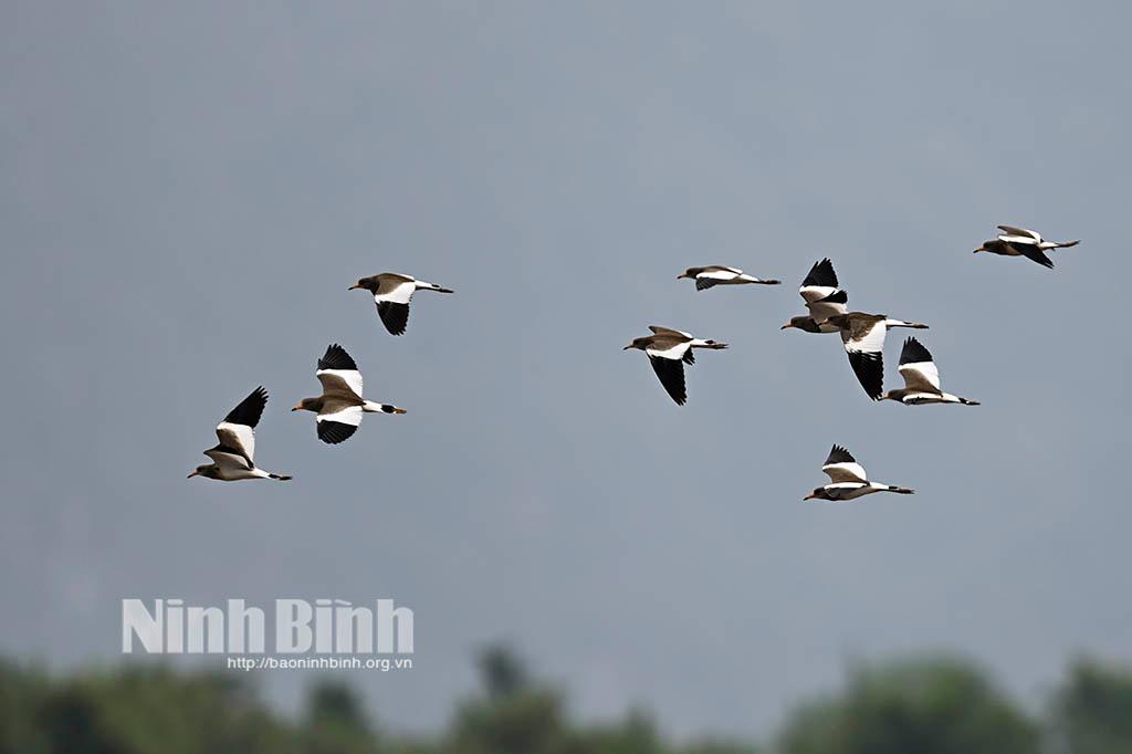 Bird's wings adorn nature beauty of Ninh Binh