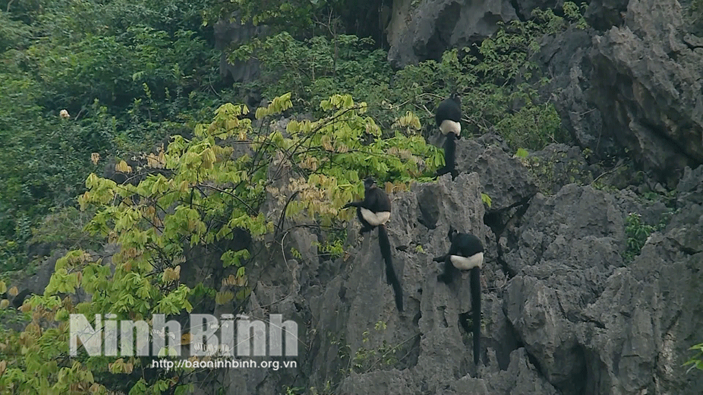 Delacour’s langurs inhabit the Van Long Wetland Nature Reserve in Ninh Binh province.