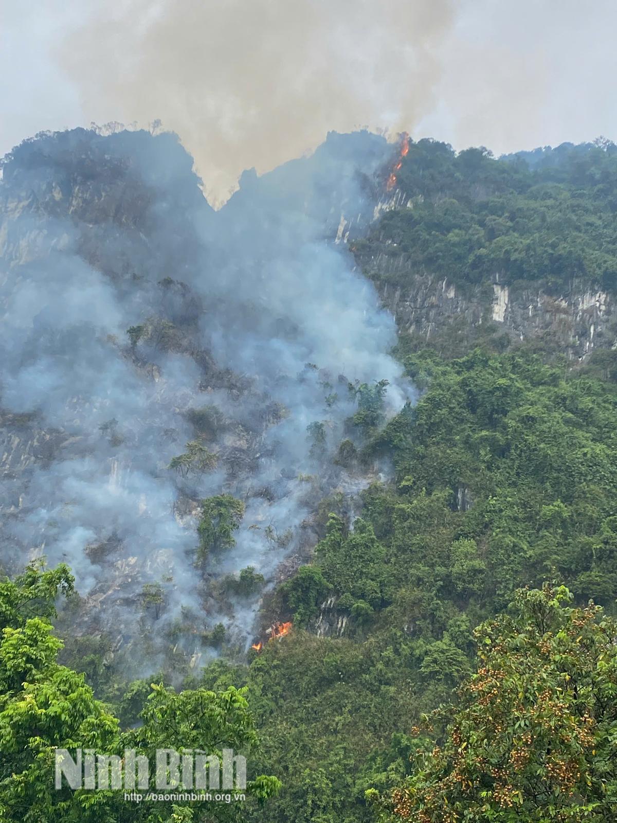 Most of the affected area consisted of ground vegetation, shrubs, and climbing plants.