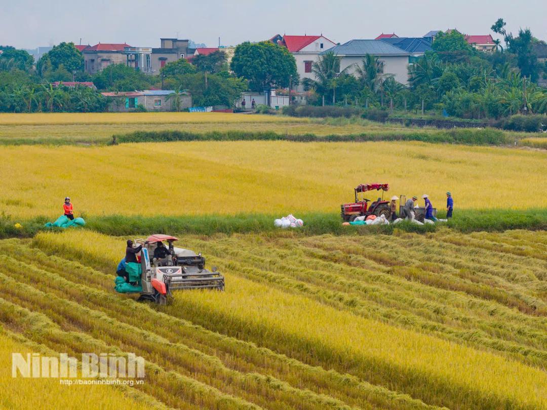 Harvesting rice in Ninh binh Province. (Photo: Baoninhbinh.org.vn)